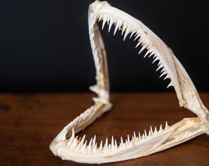 Real Angler Fish Jaws Anglerfish Jaws With Preserved Jaw Bones and