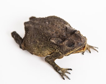 Toad Taxidermy - Etsy