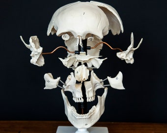 Exploded Human Skull - Beauchene Skull Model - Medical Display Model for Education or as Oddity Decor