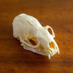 Real Mink Skull