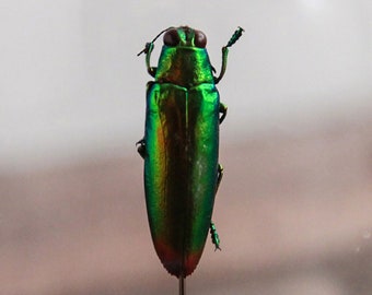 Green Jewel Beetle in Bell Jar - Entomology Oddity Display