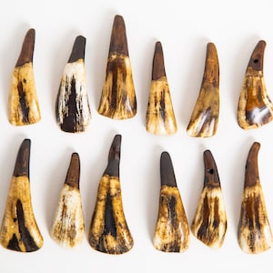 May include: A collection of 14 brown and white animal teeth, likely from a deer, arranged in two rows on a white background.