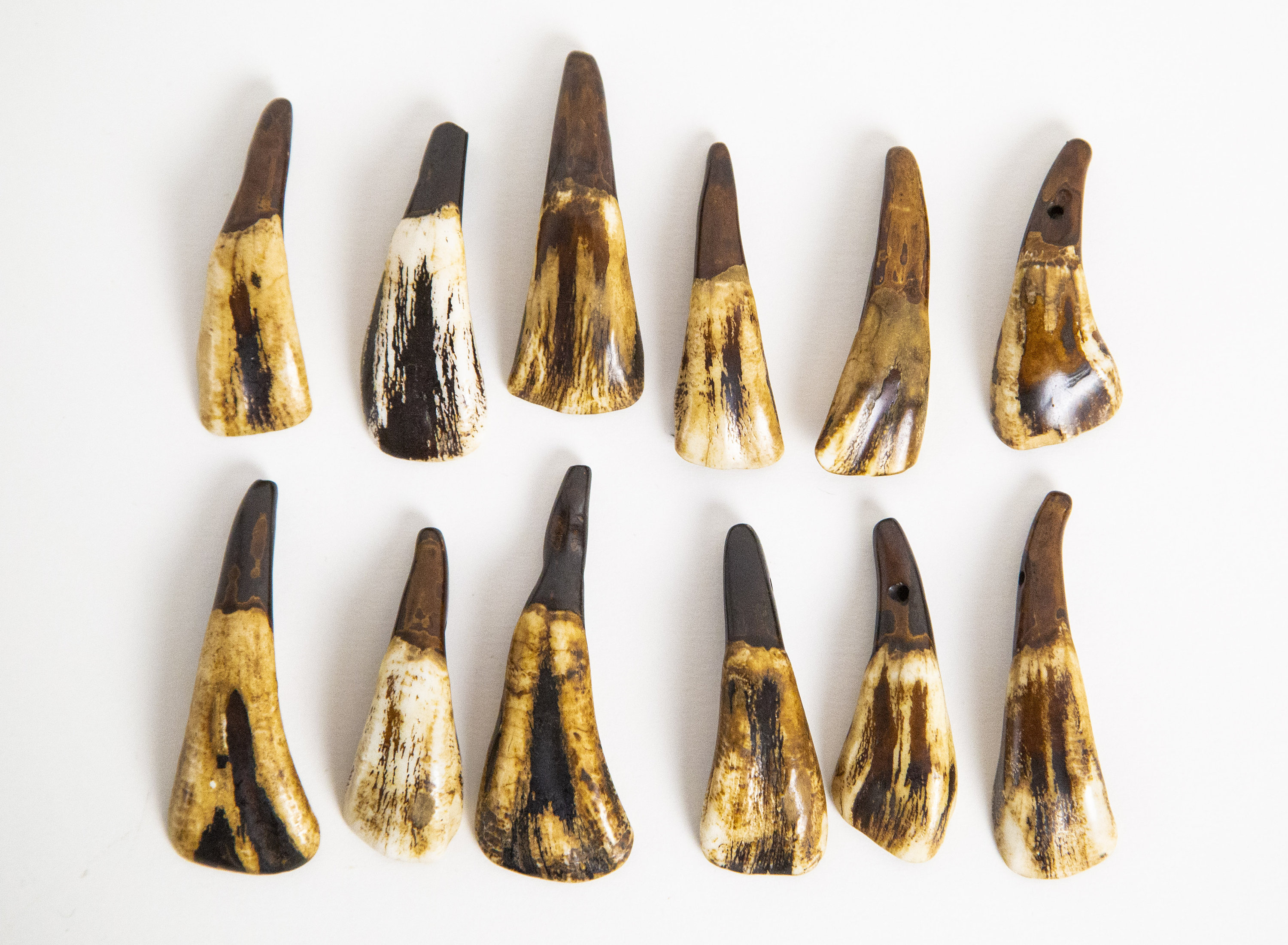5 Real Buffalo Teeth - Brown Buffalo Tooth for Necklace - Etsy