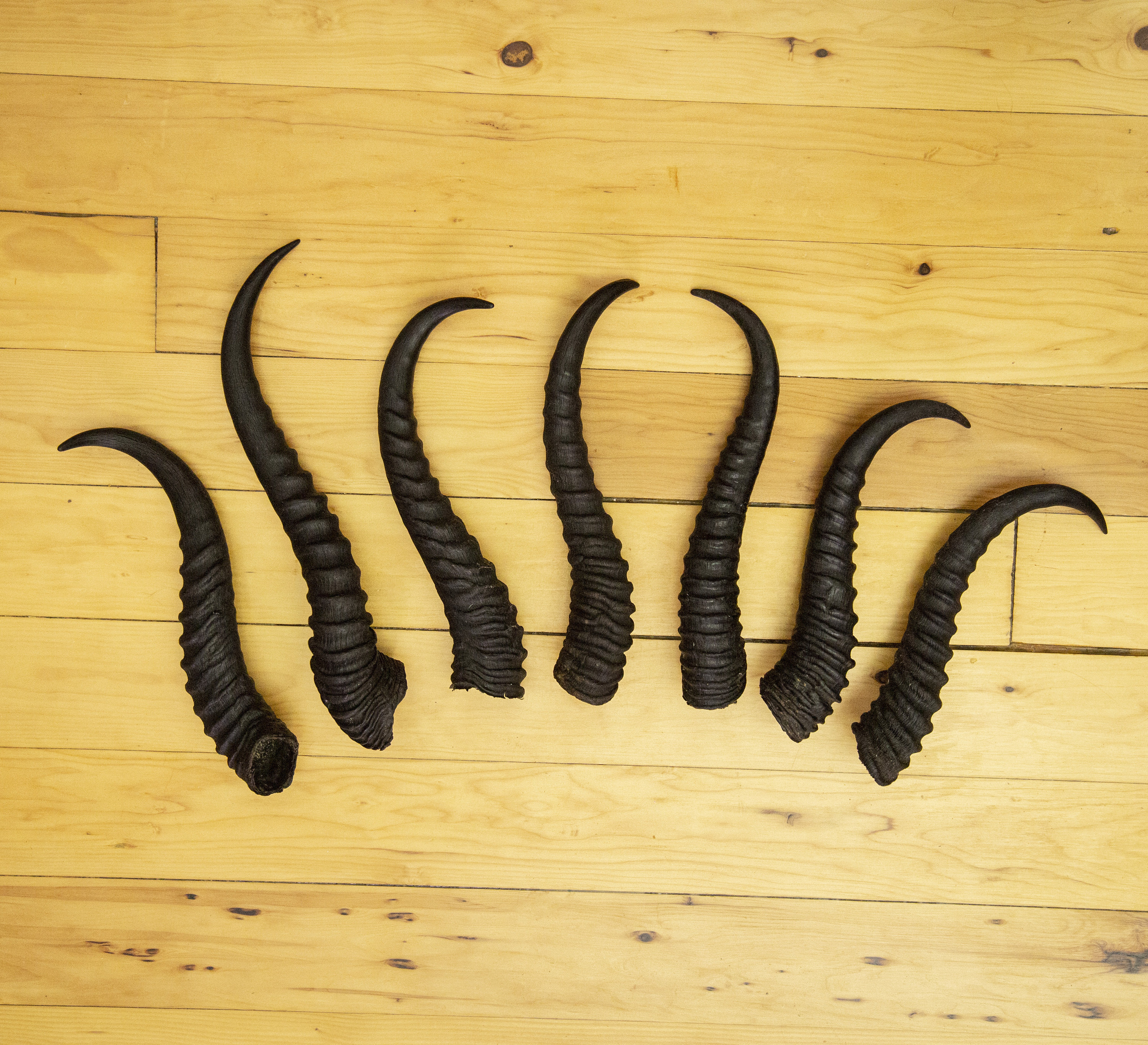 Antelope Horns for sale 89 ads for used Antelope Horns