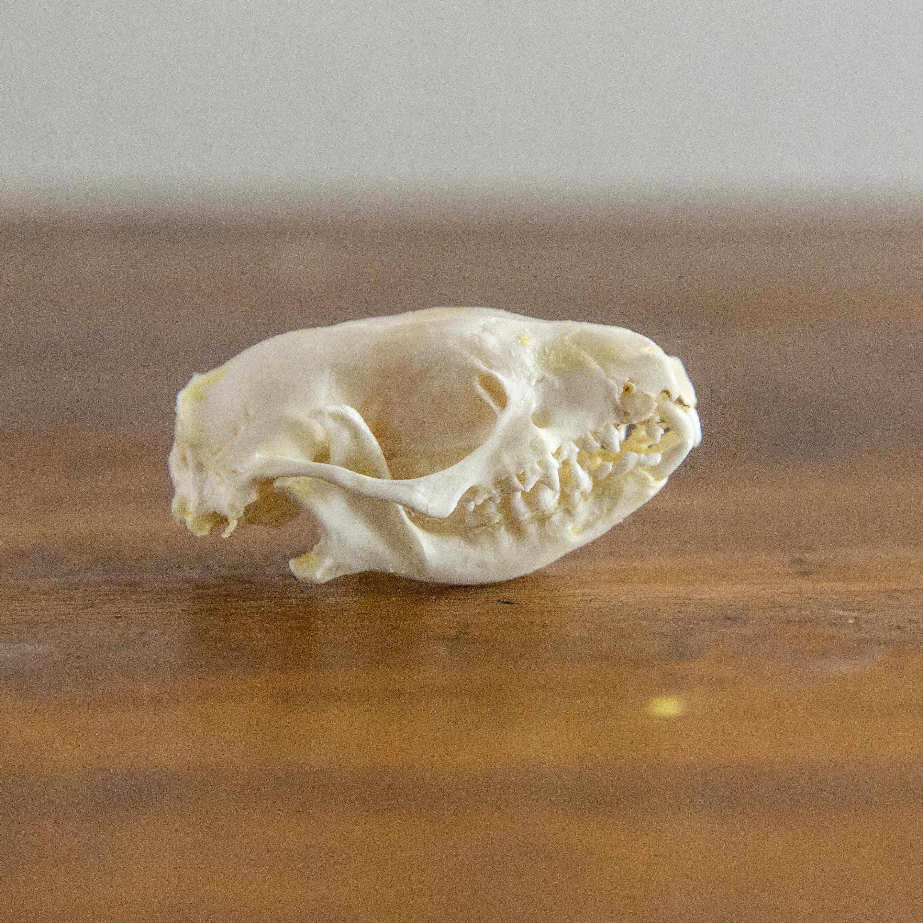 Real Hedgehog Skull