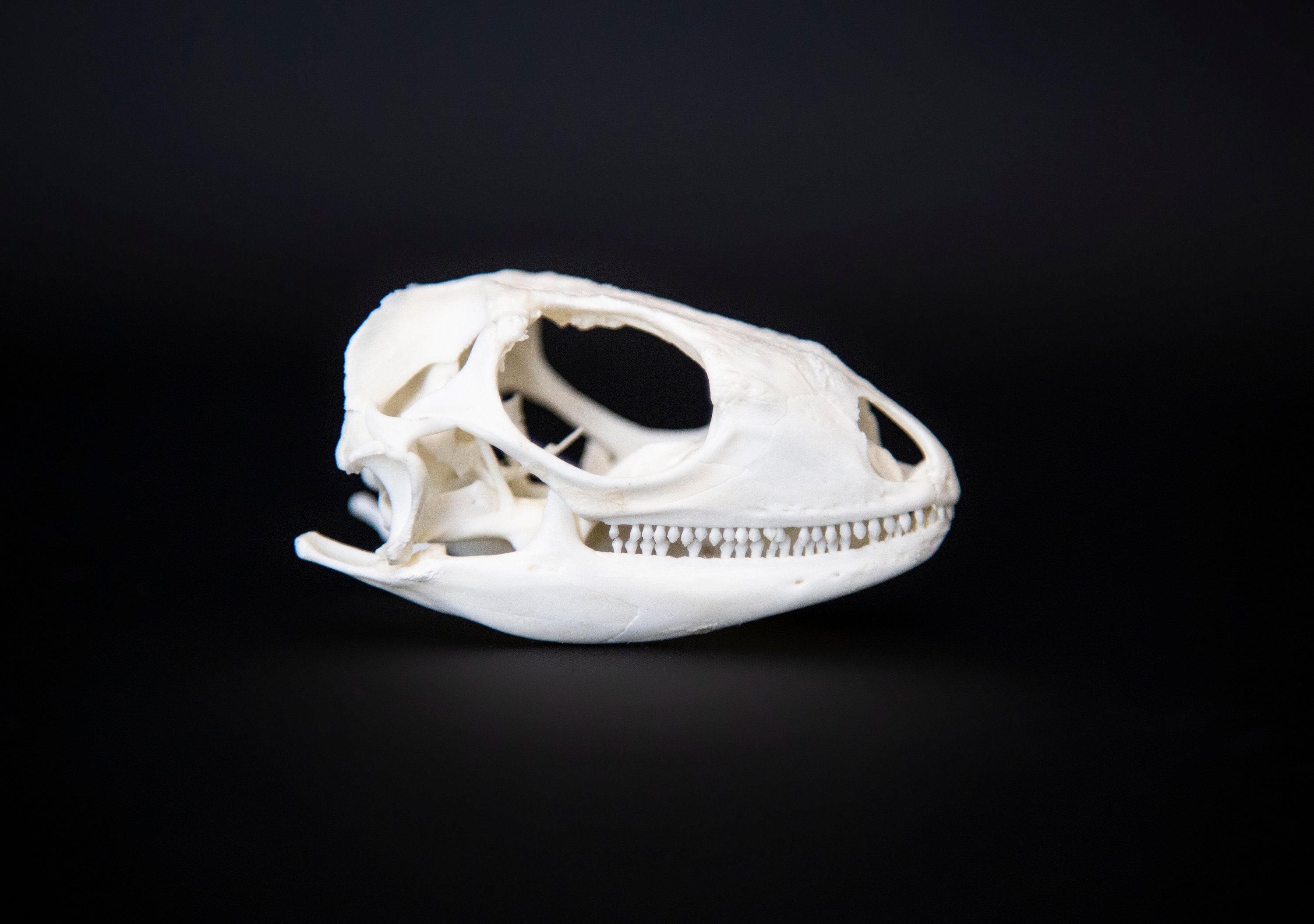 Lizard Skull