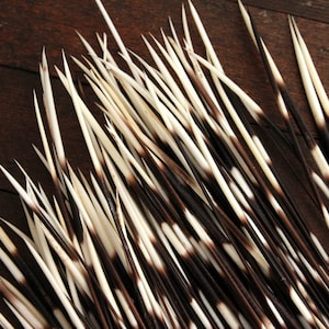Extra Long African Porcupine Quills - pack of 10