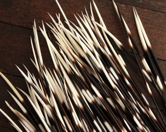 Extra Long African Porcupine Quills - pack of 10