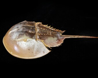 カブトガニ　脱皮殻　2つセット　美品 カブトガニ脱皮殻2つセット美品