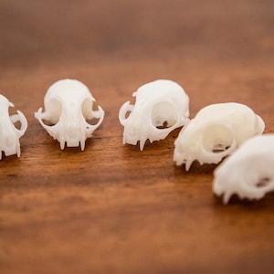 Tiny Cat Skulls - Kleine Katzenschädel aus Resin - 5er Set