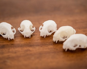 Tiny Cat Skulls - Small Resin Cat Skulls - Set of 5