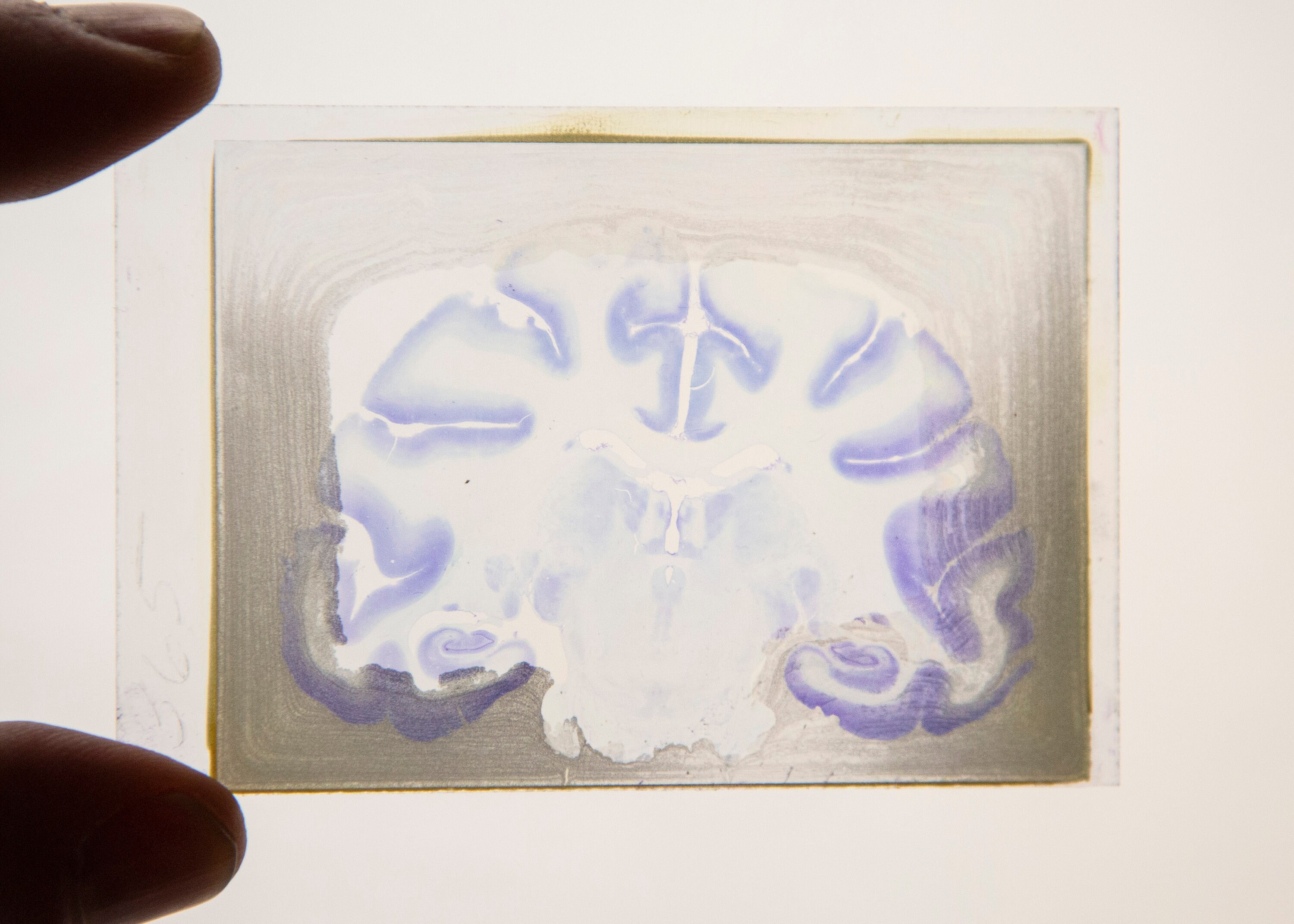 Real Monkey Brain Specimens Vintage Monkey Glass Microscope Etsy