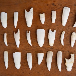 Puede incluir: Una colección de 30 dientes blancos, probablemente de un animal marino, dispuestos en filas sobre una superficie de madera.