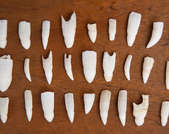 10 dientes de cocodrilo reales: de 3/4 a 1 1/4 de pulgada de largo