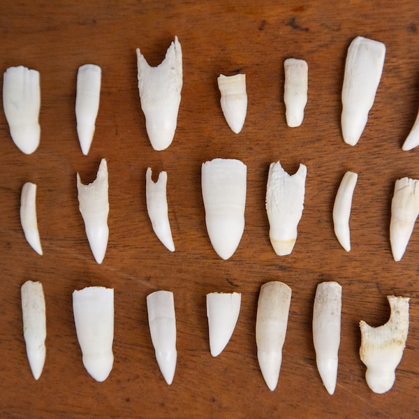 10 Real Alligator Teeth - 3/4 to 1 1/4 inch long