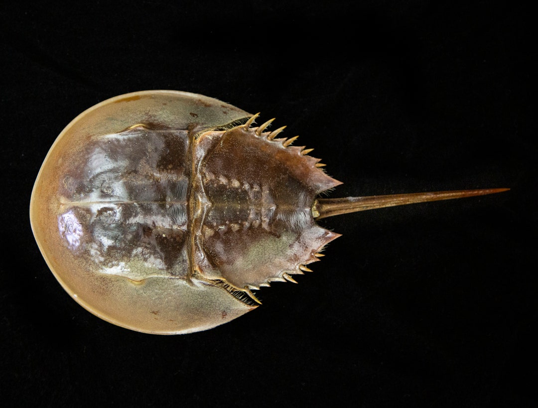 野生　カブトガニ脱皮殻　約３８センチ カブトガニ 脱皮殼 抜け殻 剥製 カブトガニ 美品 脚に欠けあり 貴重