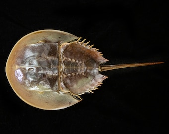 Real Horseshoe Crab - Horseshoe Crab Molt