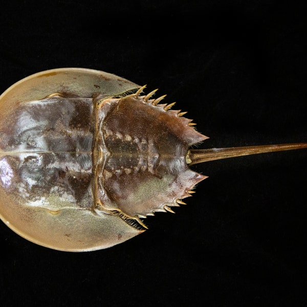 Real Horseshoe Crab - Horseshoe Crab Molt