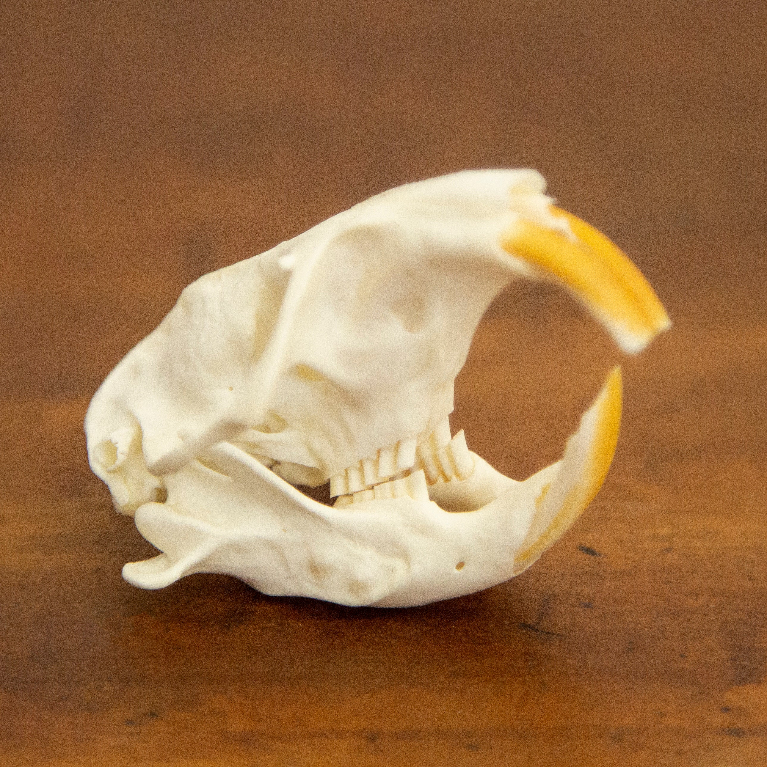 Northern Pocket Gopher Skull