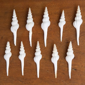 Spindle Sea Shells - 10 Real Sea Snail Shells