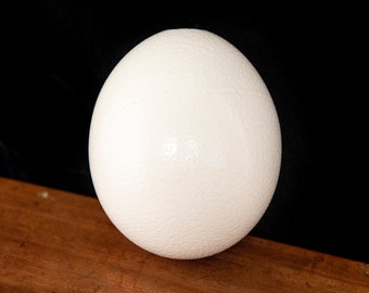 大きなアフリカダチョウの卵の殻 - ジャンボ本物のダチョウの卵 - Etsy