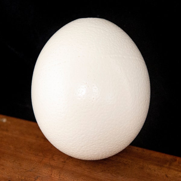 Grande coquille d’œuf d’autruche africaine - Jumbo Real Ostrich Egg