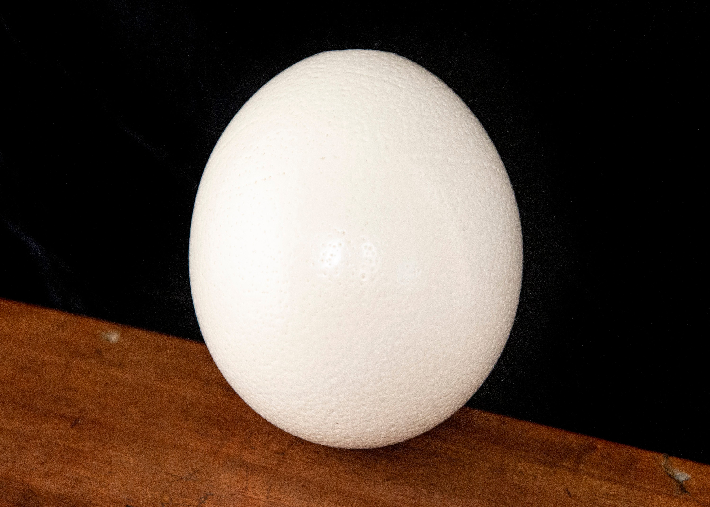 大きなアフリカダチョウの卵の殻 - ジャンボ本物のダチョウの卵 - Etsy