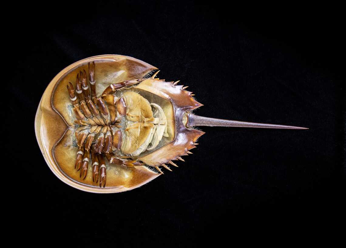 Large Real Horseshoe Crab XL Horseshoe Crab Molt Etsy