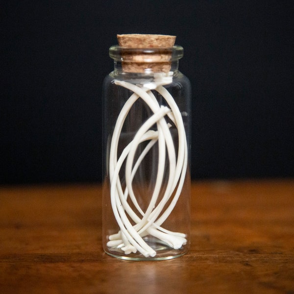 Real Snake Bones in Bottle - Ethically Sourced Boa Constrictor Skeleton in Jar
