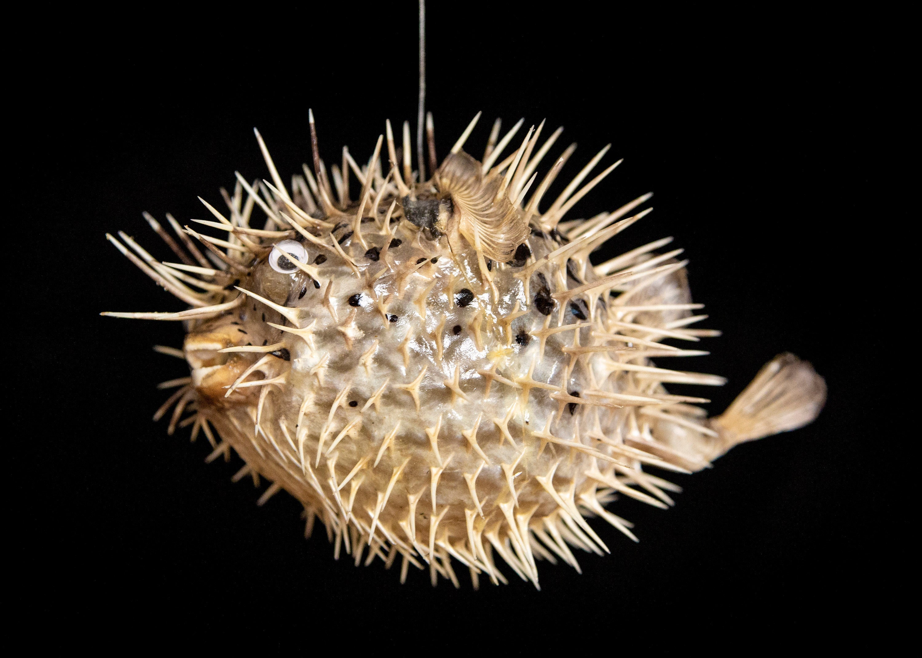 大型フグ剥製 - 吊り下げ可能なフグの展示 - Etsy 日本