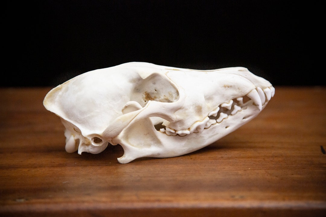 本物のコヨーテの頭蓋骨 - Etsy 日本
