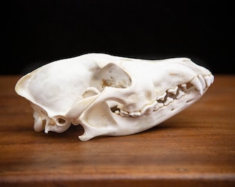 Real Coyote Skull