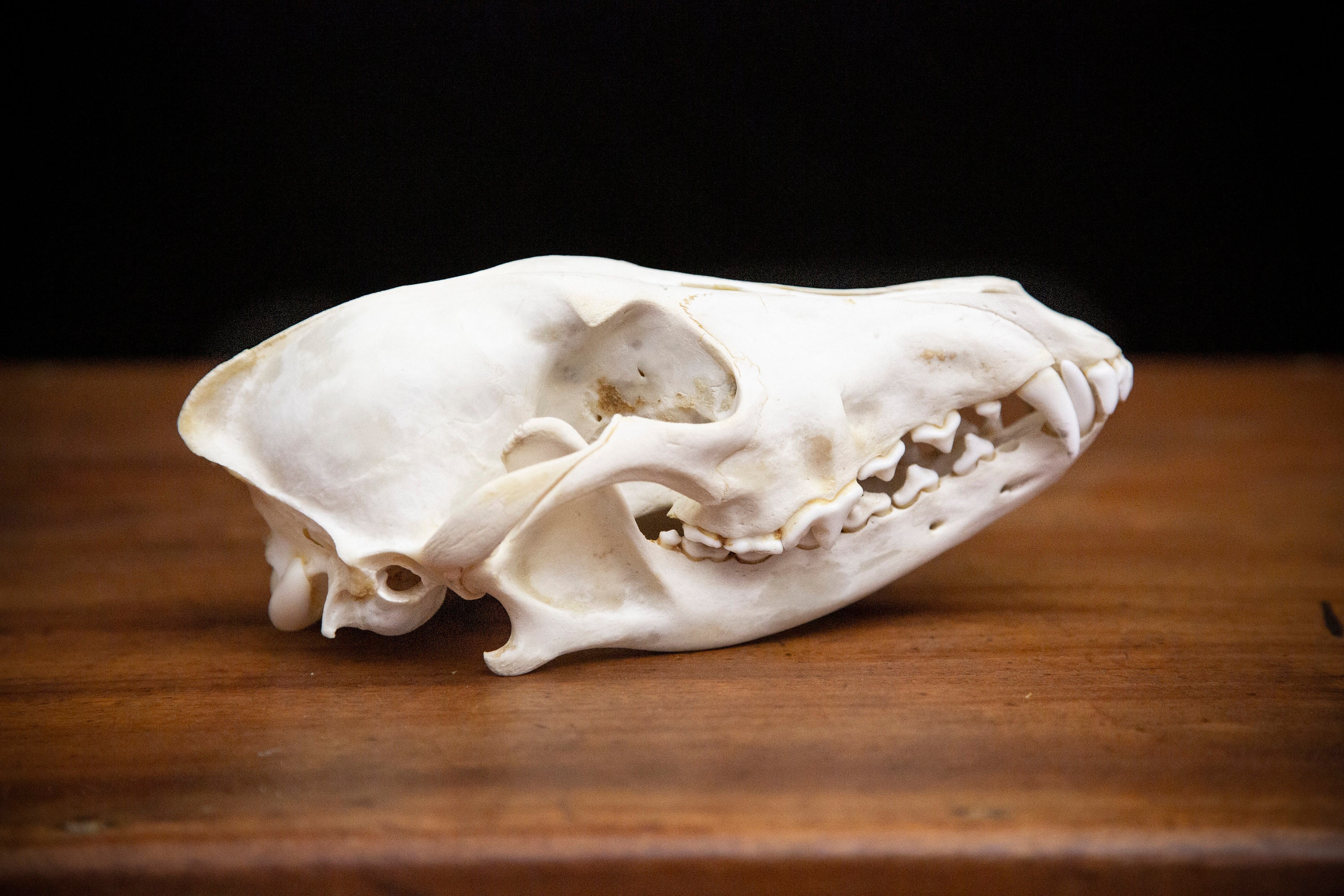 Real Coyote Skull - Etsy