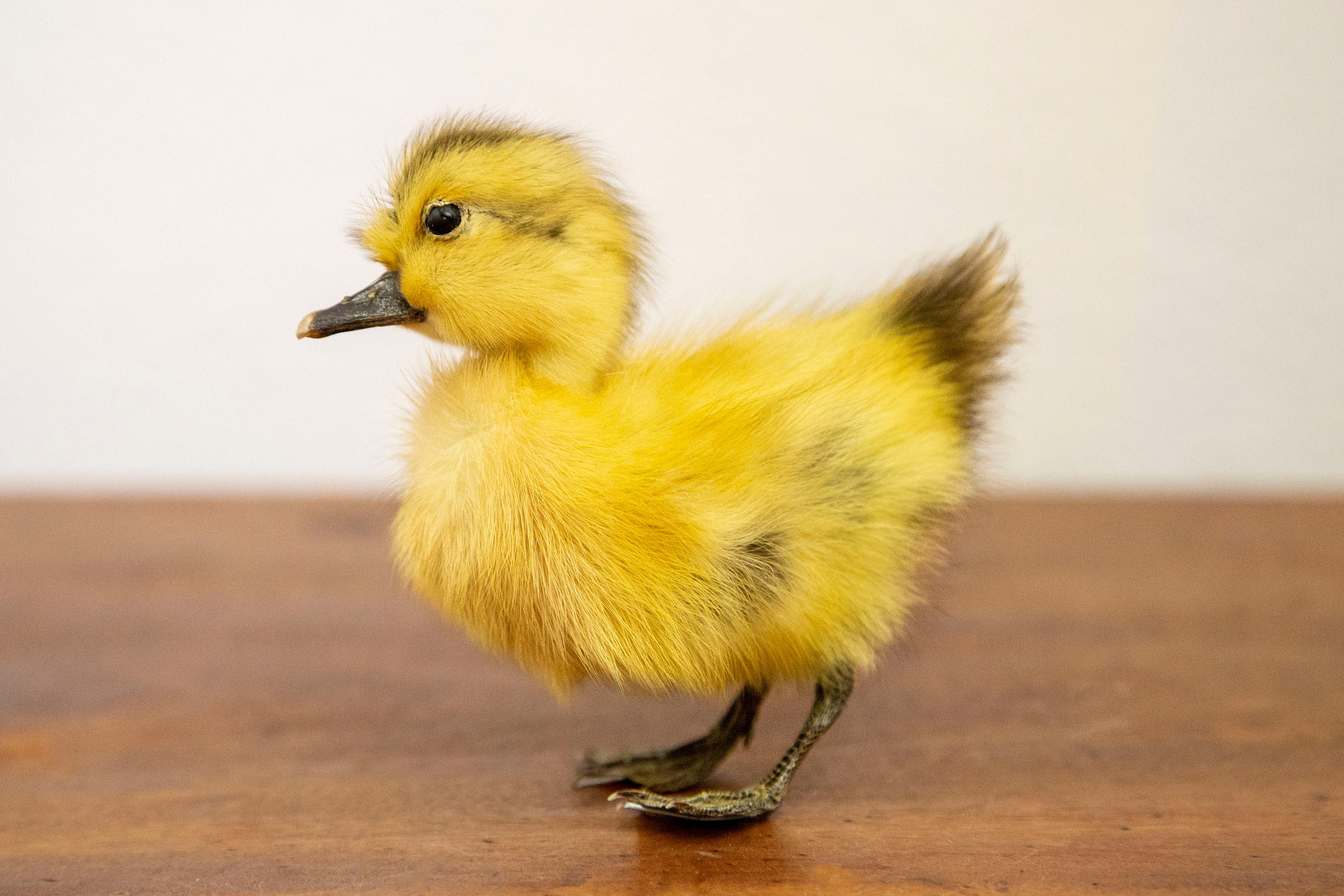Taxidermy Yellow Duckling Real Baby Duck Etsy