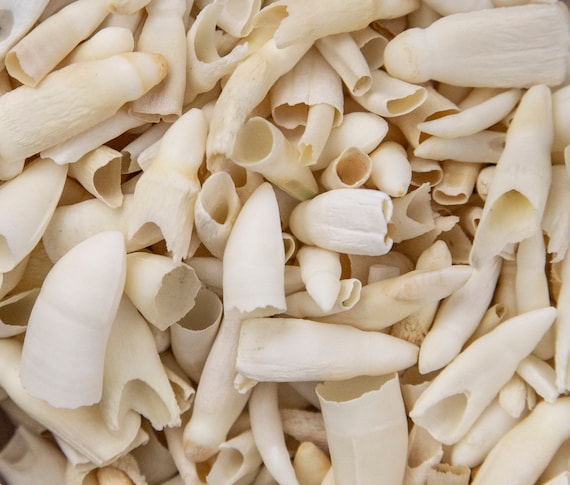 本物のワニの歯10本 - 長さ3/4～1 1/4インチ - Etsy 日本