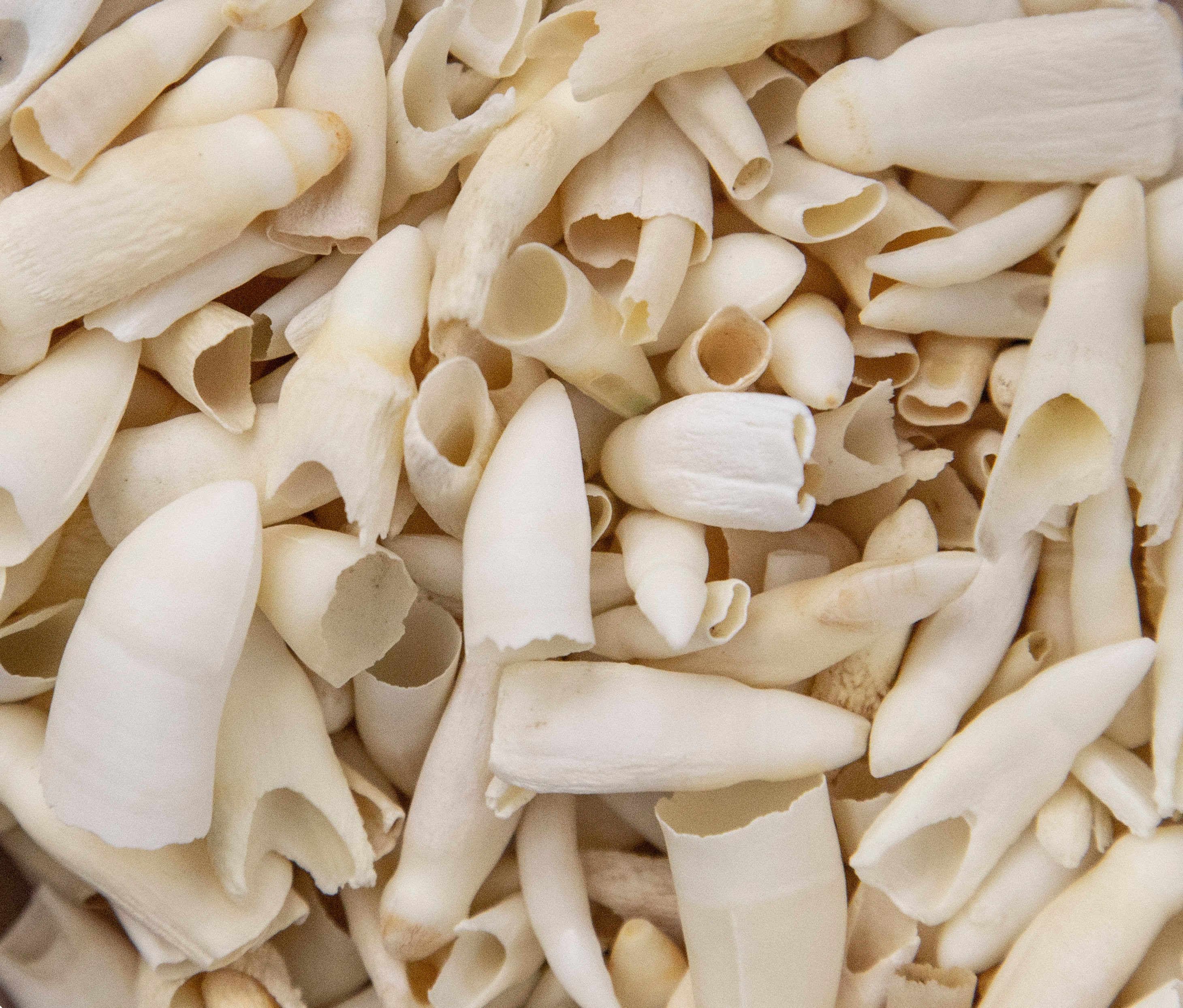 本物のワニの歯10本 - 長さ3/4～1 1/4インチ - Etsy 日本