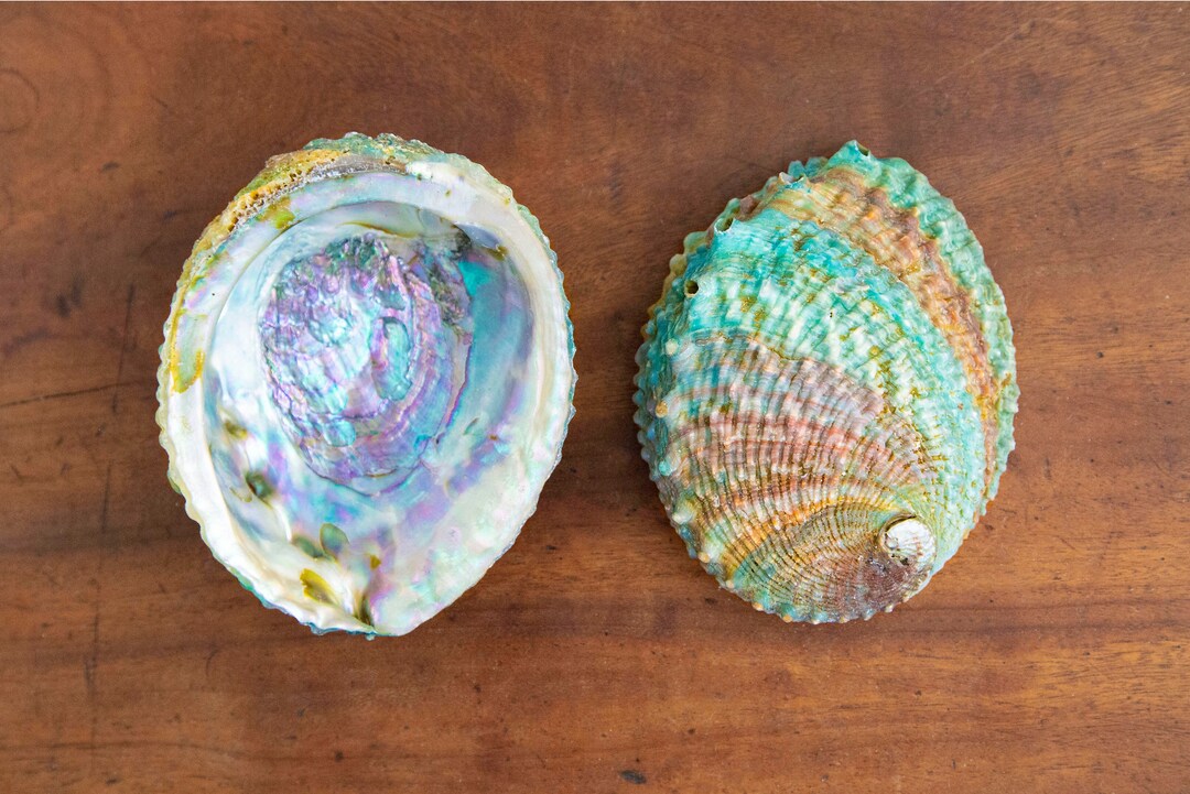 Abalone Shells Big Real Abalone Shells for Smudging or as Display Specimen Etsy