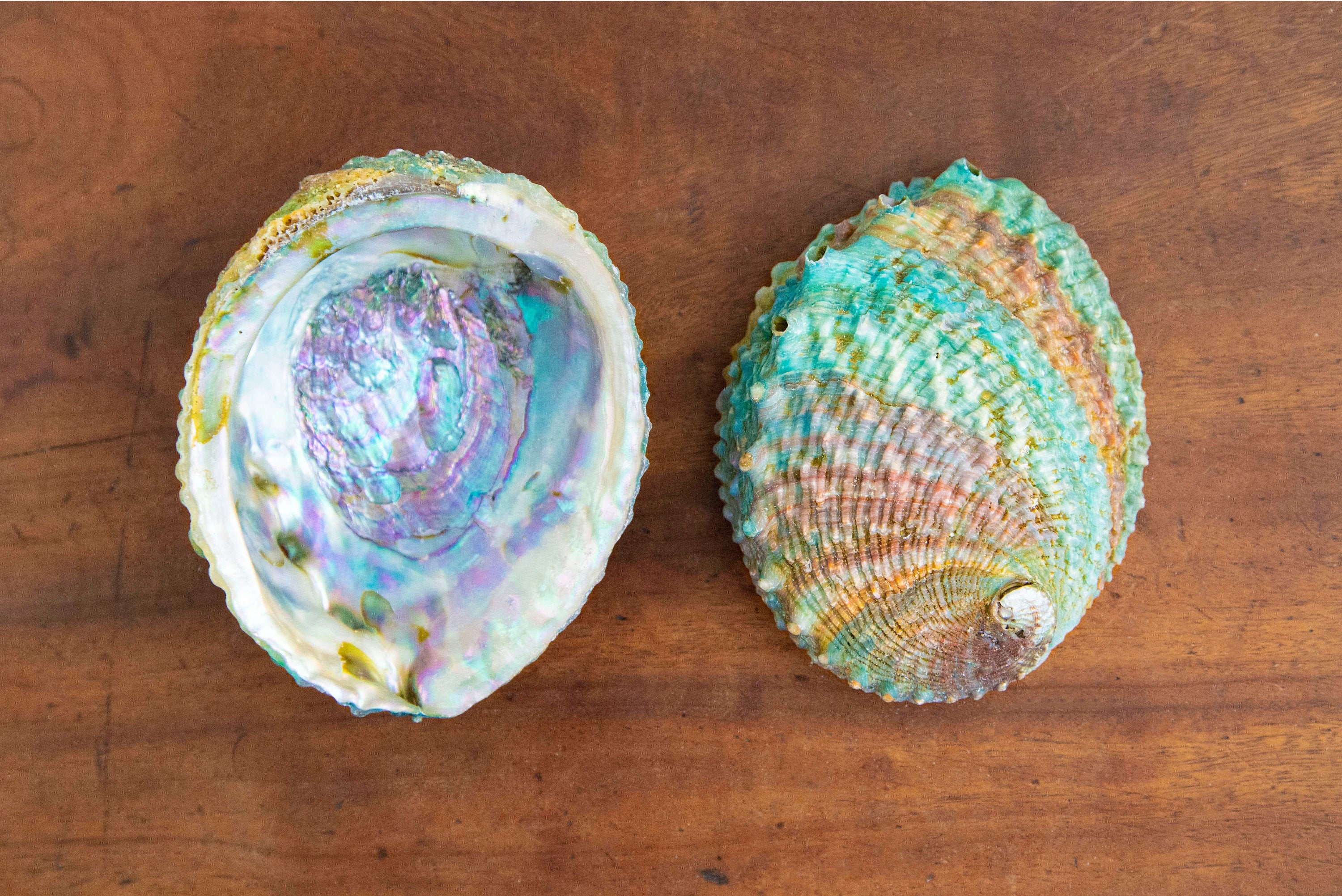 Large Abalone Shells Big Real Abalone Shells for Smudging or Etsy
