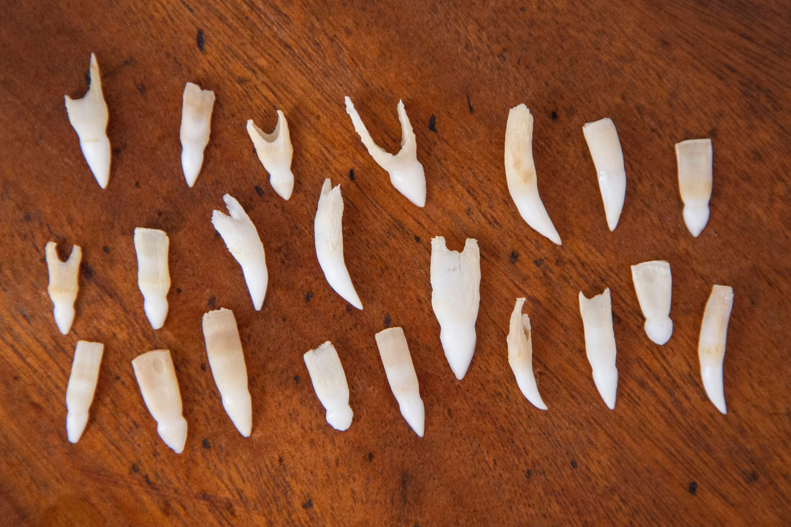 本物のワニの歯10本 - 長さ3/4～1 1/4インチ - Etsy 日本