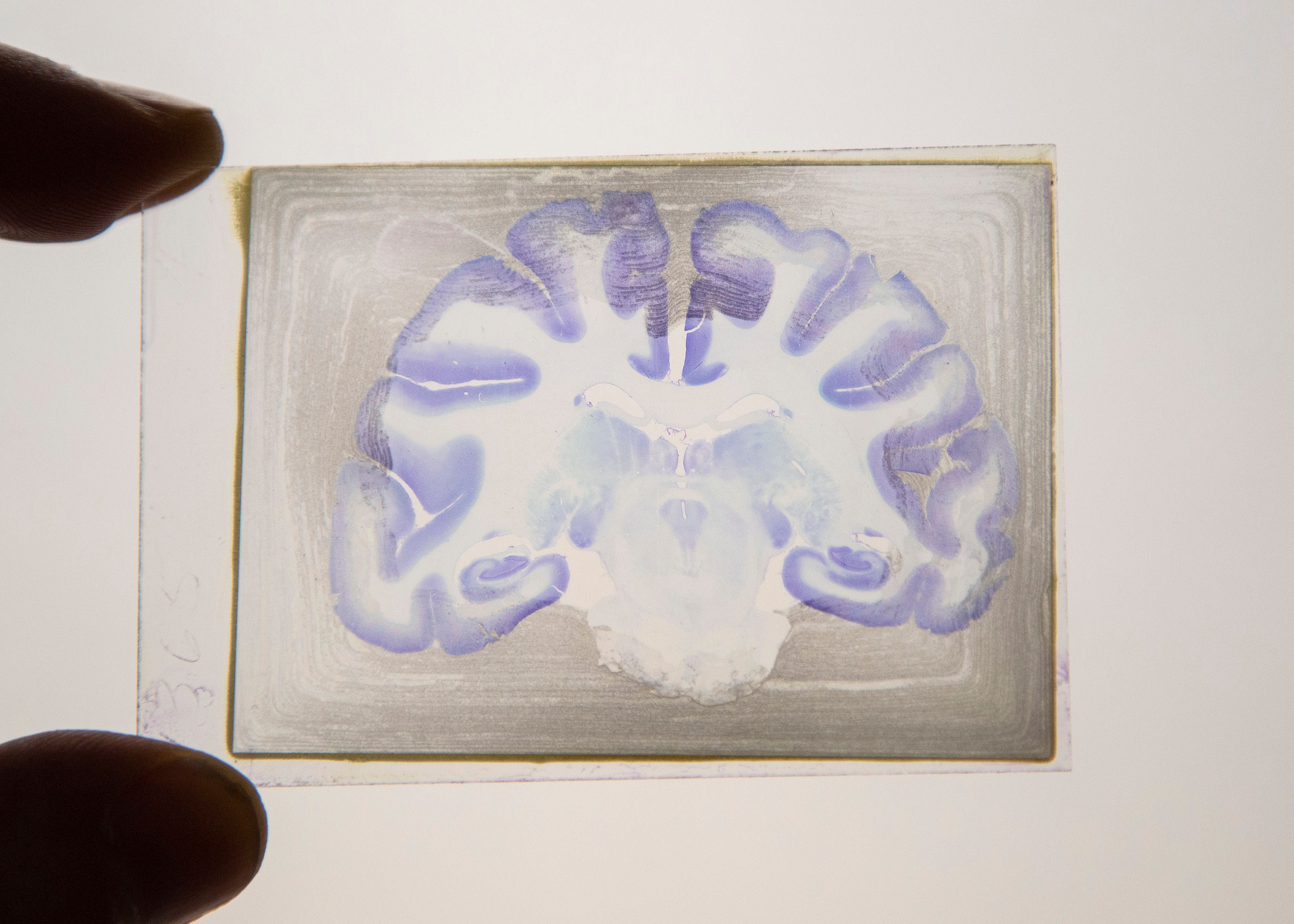 Real Monkey Brain Specimens Vintage Monkey Glass Microscope Etsy