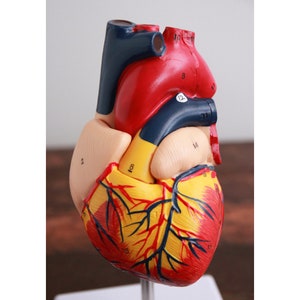 Medical Heart Model - Anatomical Human Heart - Physician's Educational Display Stand