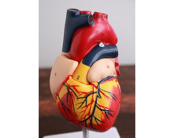 Medical Heart Model - Anatomical Human Heart - Physician's Educational Display Stand