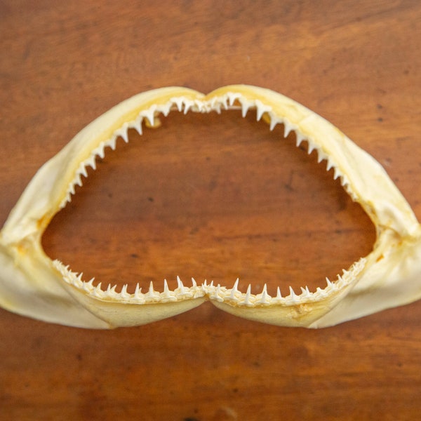 6-7.5 in. Real Blacktip Shark Jaws