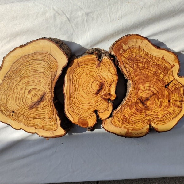 Burl de madera de olivo turco de 19" y 50 cm para resina epoxi, losa de madera de olivo, raíz de olivo turca, madera de resina epoxi, olivenholz, losa de madera de olivo,