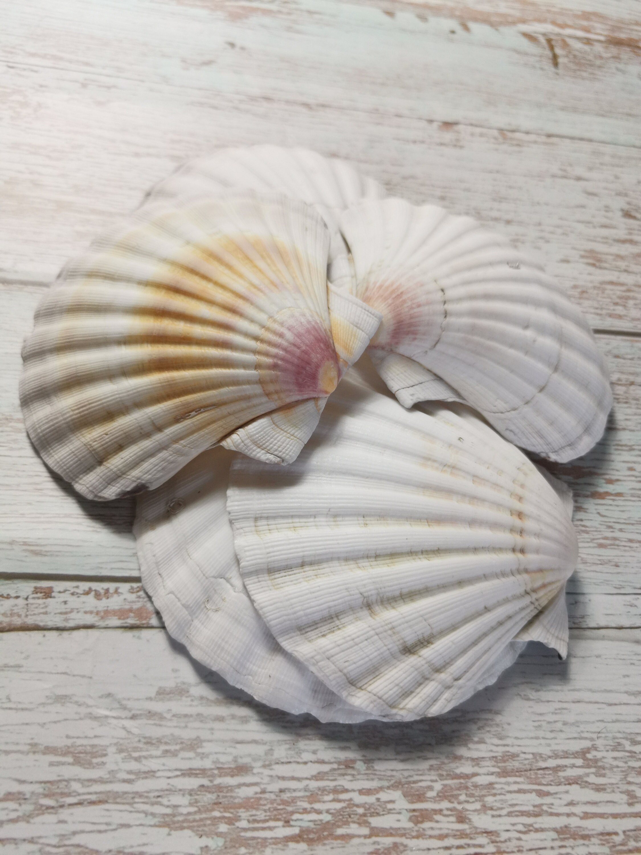 Scallop Shells Professional Cleaned Natural From Kent UK Scallop Shell 1012cm Yellow Orange