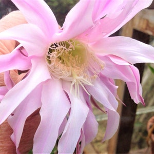 May include: A close-up of a pink cactus flower in bloom. The flower has many petals and a white centre with yellow pollen.