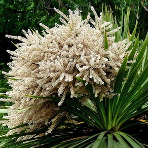 May include: A yucca plant in close-up, showcasing a large cluster of creamy white flowers. The flowers are densely packed, set against long, green, sword-like leaves. The background is a blurred mix of green foliage.