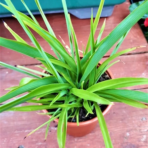 Chlorophytum comosum All Green (Spider Plant) Air purifying houseplant in 9cm pot. Fully organic.