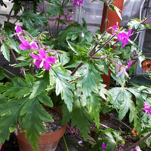 May include: A potted plant with striking green foliage and vivid pink flowers. The flowers display a delicate five-petal design with white markings. The plant is in a terracotta pot, suggesting a garden or greenhouse environment. The leaves are large and textured.