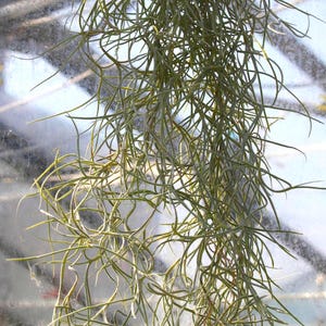 Tillandsia usneoides. Spanish moss/old mans beard. Trailing airplant 30cm